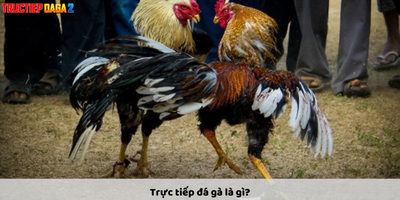 Trực tiếp đá gà là gì?
