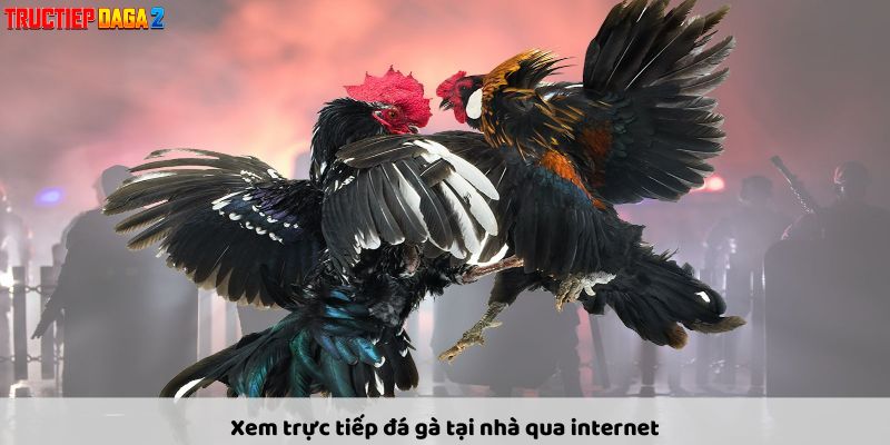 Xem trực tiếp đá gà tại nhà qua internet