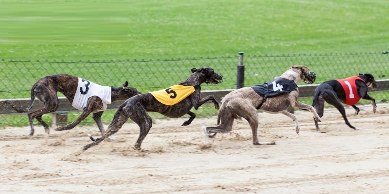 Kinh nghiệm cá cược đua chó thắng lớn cho tân binh