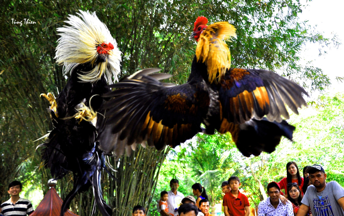 Đá gà online Ưu và nhược điểm