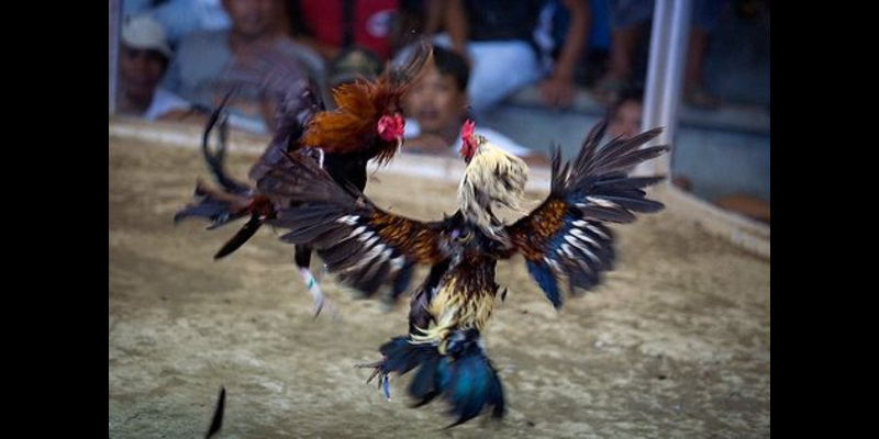 Giới thiệu đôi nét cơ bản về đá gà Thomo trực tiếp