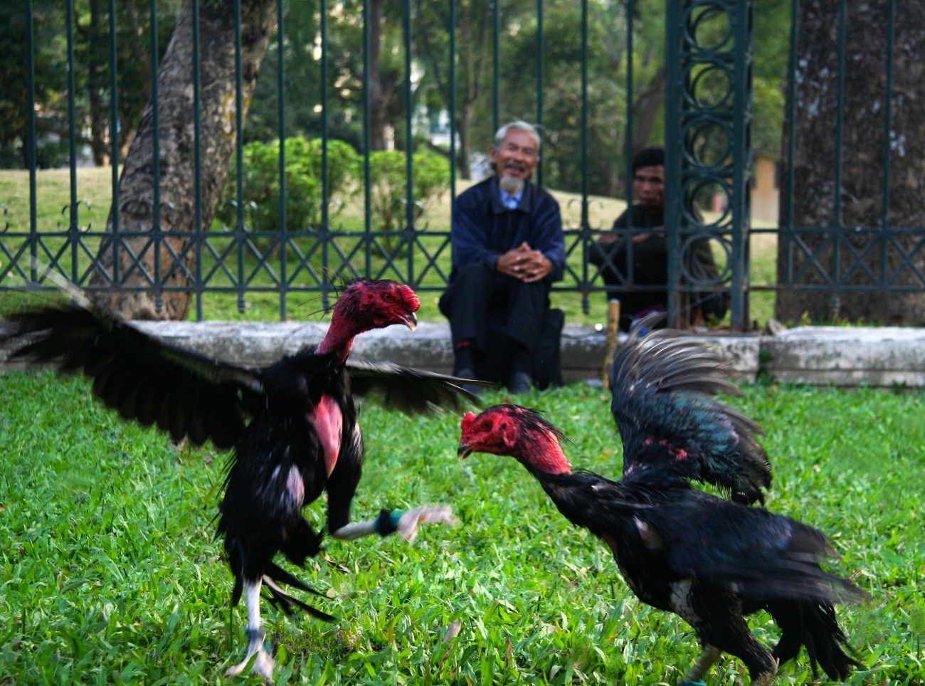 Hướng Dẫn Cá Cược Đá Gà Trực Tuyến Tại Nhà Cái Ga6789
