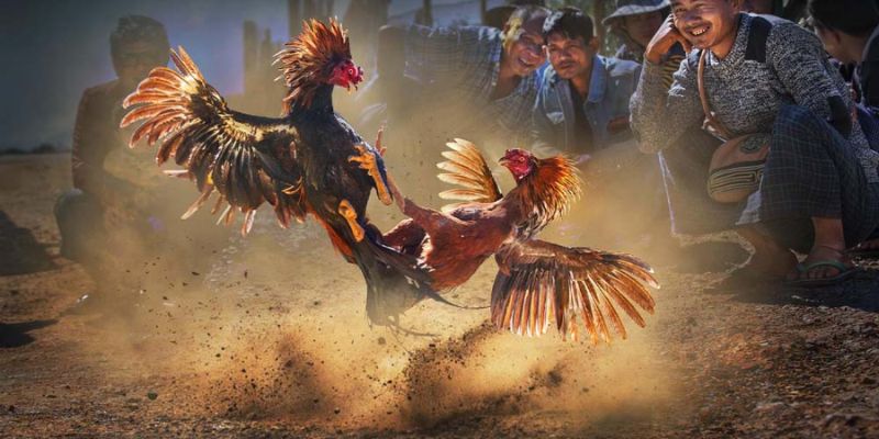 Kinh nghiệm khi đặt cược vào các trận đấu kê tại sảnh 88CLB