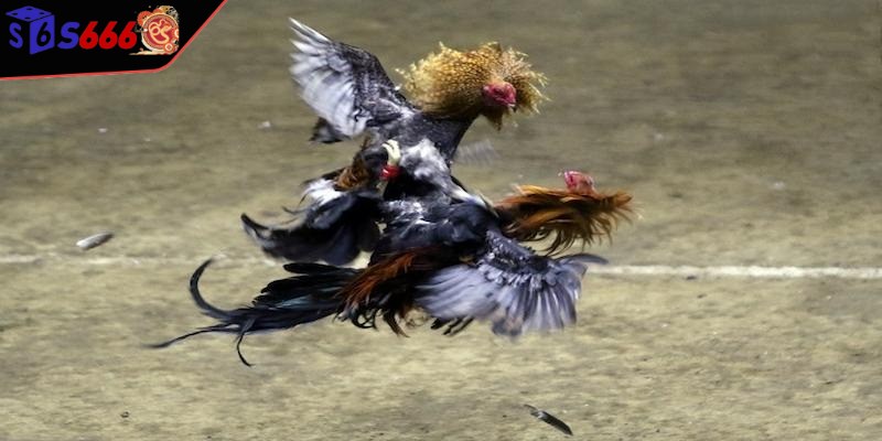 Bỏ tiền cược phù hợp, dừng đúng lúc là bí kíp rất quan trọng