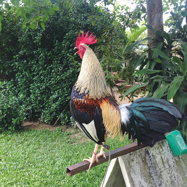 Đá Gà Tại SV388