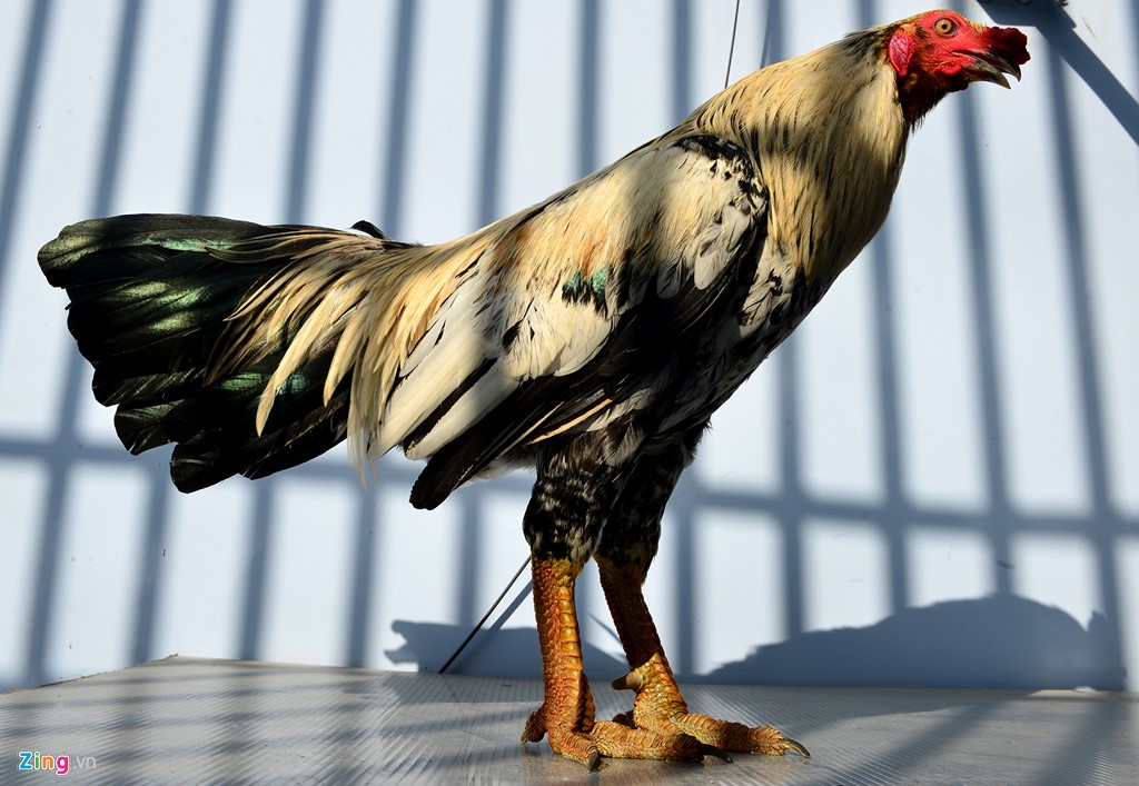 Game SV388 Có Uy Tín Không