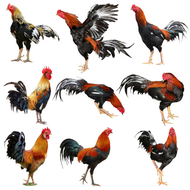 Cách Để Bảo Vệ Tài Khoản SV388 An Toàn?