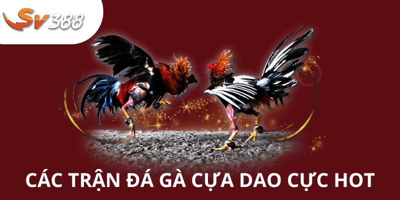 SV388 - Thỏa Mãn Đam Mê Cùng Các Giải Chọi Kê Chuyên Nghiệp 3 Các trận chiến cựa dao với sức hấp dẫn khó cưỡng