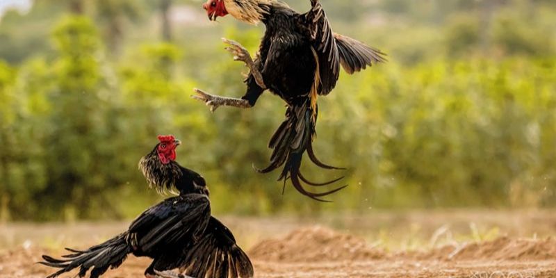 Huấn luyện gà chọi đỉnh cao nhất