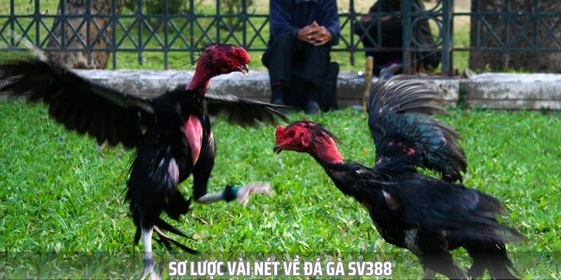 Đá gà sv388 là nơi mà game thủ sẽ được cháy bỏng với đam mê