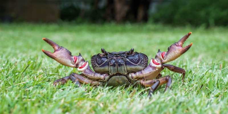 mơ thấy nhiều cua đồng 