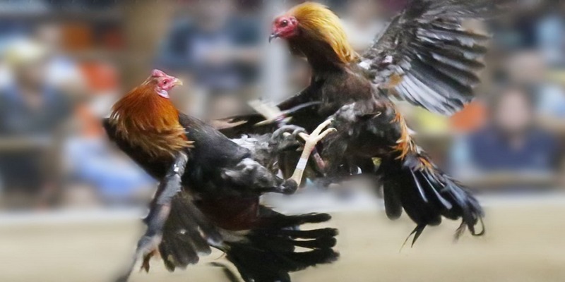Những quy tắc chung khi chơi đá gà Thomo 
