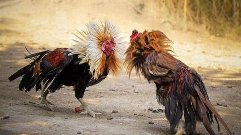 Bí quyết tham gia đá gà 58Win nâng cao cơ hội chiến thắng